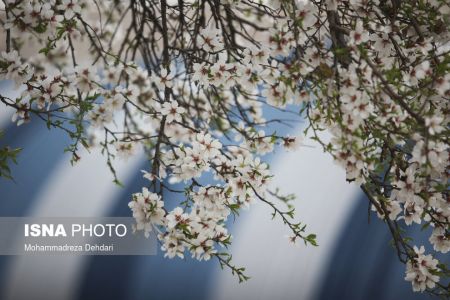 اخبارگوناگون,خبرهای گوناگون ,رویش زودهنگام شکوفهها اخبارگوناگون,خبرهای گوناگون ,رویش زودهنگام شکوفهها