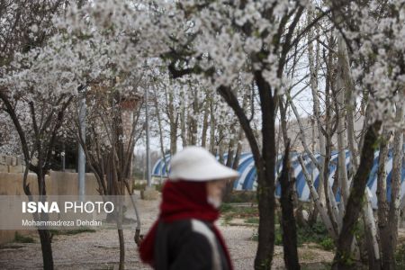 اخبارگوناگون,خبرهای گوناگون ,رویش زودهنگام شکوفهها اخبارگوناگون,خبرهای گوناگون ,رویش زودهنگام شکوفهها