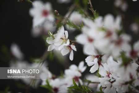  اخبارگوناگون,خبرهای گوناگون ,رویش زودهنگام شکوفه‌ها