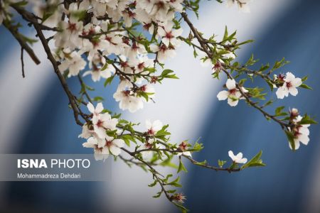 اخبارگوناگون,خبرهای گوناگون ,رویش زودهنگام شکوفهها اخبارگوناگون,خبرهای گوناگون ,رویش زودهنگام شکوفهها