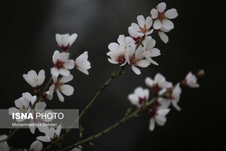  اخبارگوناگون,خبرهای گوناگون ,رویش زودهنگام شکوفه‌ها