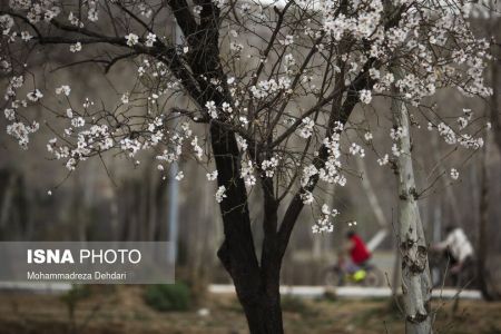 اخبارگوناگون,خبرهای گوناگون ,رویش زودهنگام شکوفهها اخبارگوناگون,خبرهای گوناگون ,رویش زودهنگام شکوفهها