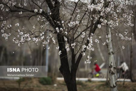  اخبارگوناگون,خبرهای گوناگون ,رویش زودهنگام شکوفه‌ها