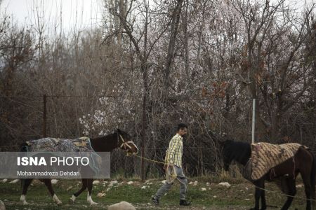  اخبارگوناگون,خبرهای گوناگون ,رویش زودهنگام شکوفه‌ها