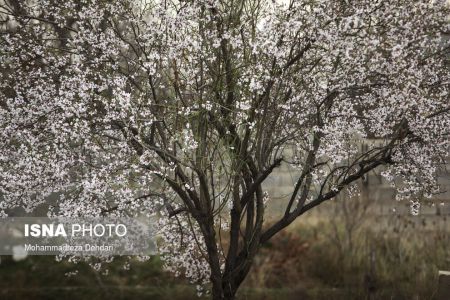 اخبارگوناگون,خبرهای گوناگون ,رویش زودهنگام شکوفهها اخبارگوناگون,خبرهای گوناگون ,رویش زودهنگام شکوفهها