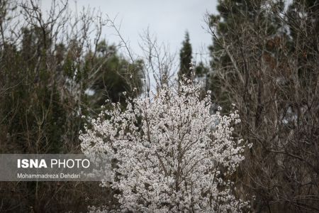 اخبارگوناگون,خبرهای گوناگون ,رویش زودهنگام شکوفهها اخبارگوناگون,خبرهای گوناگون ,رویش زودهنگام شکوفهها