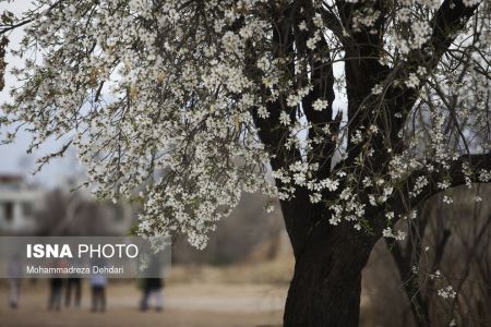 اخبارگوناگون,خبرهای گوناگون ,رویش زودهنگام شکوفهها اخبارگوناگون,خبرهای گوناگون ,رویش زودهنگام شکوفهها