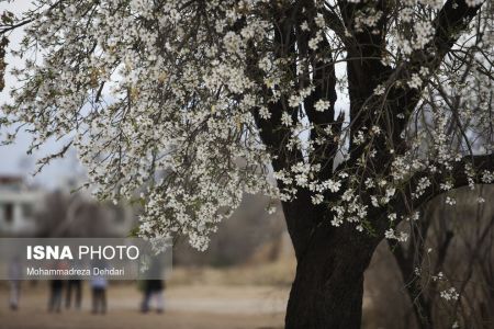  اخبارگوناگون,خبرهای گوناگون ,رویش زودهنگام شکوفه‌ها