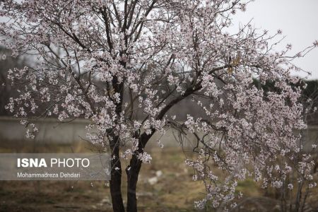  اخبارگوناگون,خبرهای گوناگون ,رویش زودهنگام شکوفه‌ها