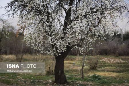  اخبارگوناگون,خبرهای گوناگون ,رویش زودهنگام شکوفه‌ها