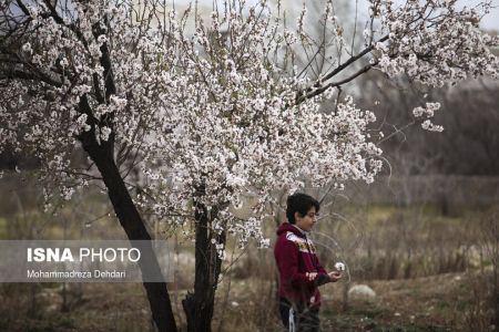 اخبارگوناگون,خبرهای گوناگون ,رویش زودهنگام شکوفهها اخبارگوناگون,خبرهای گوناگون ,رویش زودهنگام شکوفهها