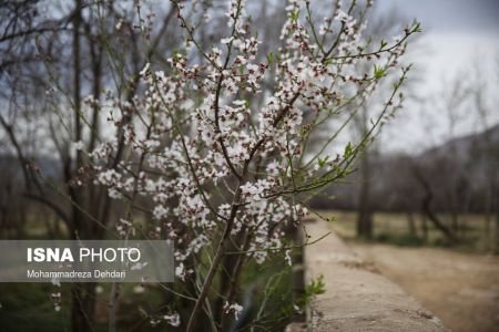  اخبارگوناگون,خبرهای گوناگون ,رویش زودهنگام شکوفه‌ها