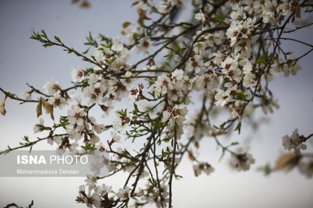 اخبارگوناگون,خبرهای گوناگون ,رویش زودهنگام شکوفهها اخبارگوناگون,خبرهای گوناگون ,رویش زودهنگام شکوفهها