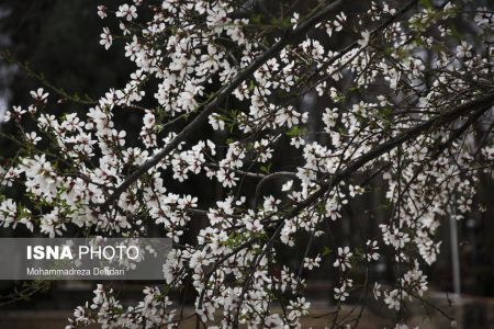 اخبارگوناگون,خبرهای گوناگون ,رویش زودهنگام شکوفهها اخبارگوناگون,خبرهای گوناگون ,رویش زودهنگام شکوفهها