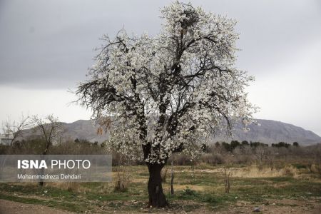  اخبارگوناگون,خبرهای گوناگون ,رویش زودهنگام شکوفه‌ها