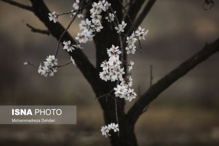  اخبارگوناگون,خبرهای گوناگون ,رویش زودهنگام شکوفه‌ها