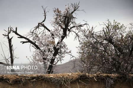  اخبارگوناگون,خبرهای گوناگون ,رویش زودهنگام شکوفه‌ها