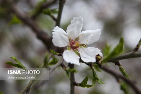 اخبارگوناگون,خبرهای گوناگون ,رویش زودهنگام شکوفهها اخبارگوناگون,خبرهای گوناگون ,رویش زودهنگام شکوفهها