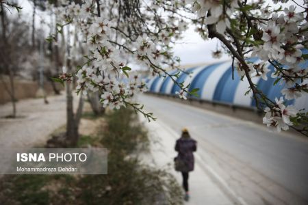 اخبارگوناگون,خبرهای گوناگون ,رویش زودهنگام شکوفهها اخبارگوناگون,خبرهای گوناگون ,رویش زودهنگام شکوفهها