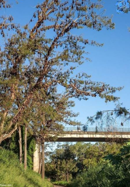اخباربین الملل ,خبرهای بین الملل ,هجوم خفاشها اخباربین الملل ,خبرهای بین الملل ,هجوم خفاشها
