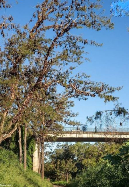 اخباربین الملل ,خبرهای بین الملل ,هجوم خفاشها اخباربین الملل ,خبرهای بین الملل ,هجوم خفاشها