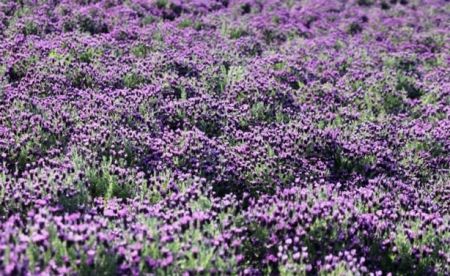 اخبارگوناگون,خبرهای گوناگون ,جزیره بنفش اخبارگوناگون,خبرهای گوناگون ,جزیره بنفش