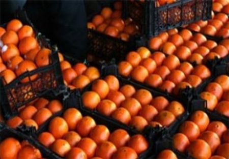 قیمت پرتقال ،اخباراقتصادی ،خبرهای اقتصادی قیمت پرتقال ,اخباراقتصادی ,خبرهای اقتصادی