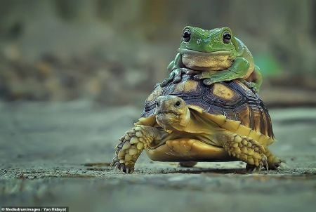 اخبارگوناگون,خبرهای گوناگون ,تاکسی لاک پشتی اخبارگوناگون,خبرهای گوناگون ,تاکسی لاک پشتی