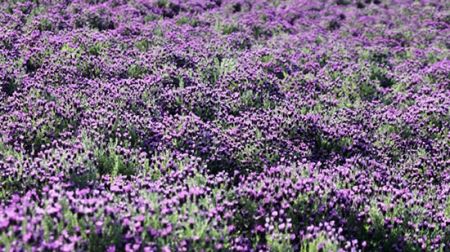 اخبار,اخبار گوناگون,جزیرهای به رنگ بنفش اخبار,اخبار گوناگون,جزیرهای به رنگ بنفش