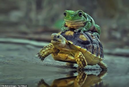 اخبار,اخبار گوناگون,تاکسی لاک پشتی برای قورباغه تنبل اخبار,اخبار گوناگون,تاکسی لاک پشتی برای قورباغه تنبل