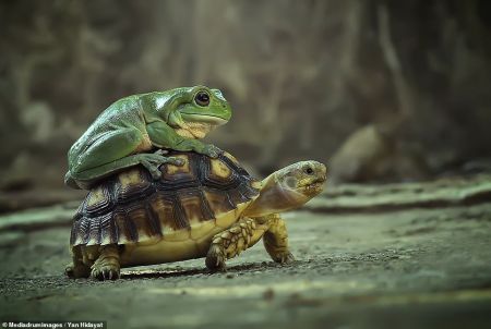 اخبار,اخبار گوناگون,تاکسی لاک پشتی برای قورباغه تنبل اخبار,اخبار گوناگون,تاکسی لاک پشتی برای قورباغه تنبل