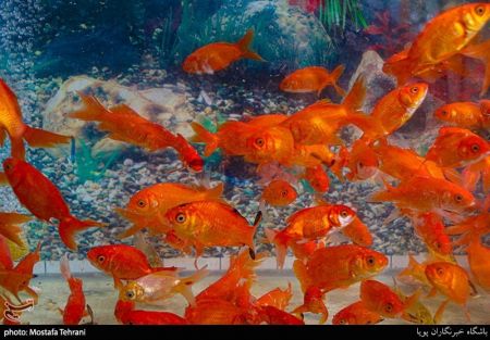 عکس خبری,استقبال از نوروز 1400 عکس خبری,استقبال از نوروز 1400