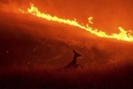 عکسهای جالب,عکسهای جذاب,آتش‌سوزی جنگلی