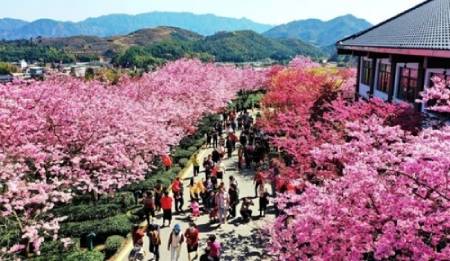 عکسهای جالب,عکسهای جذاب,شکوفه های گیلاس  
