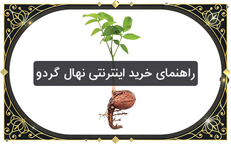 خرید اینترنتی نهال گردو از دکتر نهال راهنمای خرید اینترنتی نهال گردو در تابستان 1400,راهنمای خرید اینترنتی نهال گردو,راهنمای خرید اینترنتی نهال گردو