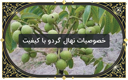 خرید اینترنتی نهال گردو از سایت دکتر نهال خرید اینترنتی نهال گردو,خرید اینترنتی نهال گردو در تابستان 1400,خرید اینترنتی نهال گردو از دکتر نهال