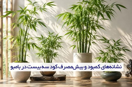 نشانههای کمبود و بیشمصرف کود سه بیست در بامبو نشانههای کمبود و بیشمصرف کود سه بیست در بامبو