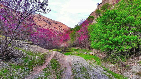 سفر به دیلمان در تابستان جاذبه های دیدنی منطقه دیلمان,جاذبه های دیدنی جنگل ابر,سفر به طبیعت در تابستان