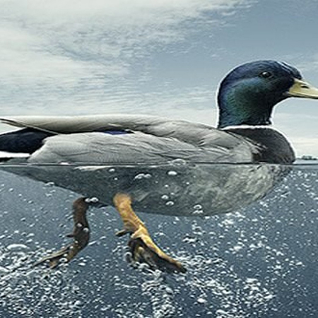 سندروم اردک,سندروم اردک چیست,اصطلاح سندروم اردک