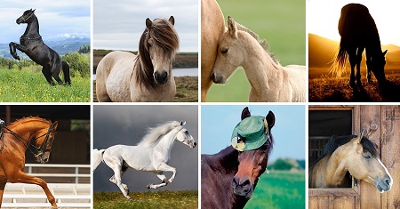 تست شخصیت با انتخاب اسب , آشکار شدن شخصیت شما با انتخاب اسب, مشخص شدن اهداف با اسب مورد نظر