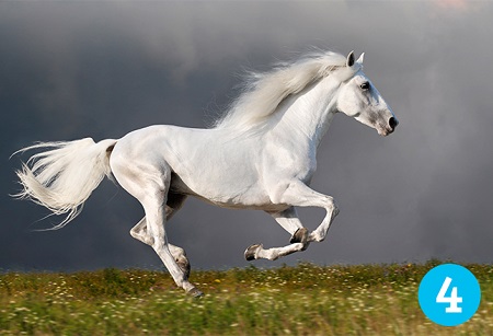 تست روانشناسی حیوانات, تست اسب, تست شخصیت با انتخاب اسب جذاب