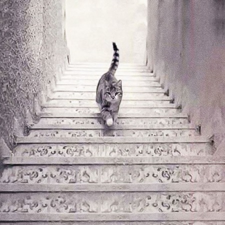تست شخصیت با عکس گربه, عکس گربه درحال پایین آمدن , تست شخصیت با تصویر گربه در حال بالا رفتن از پله