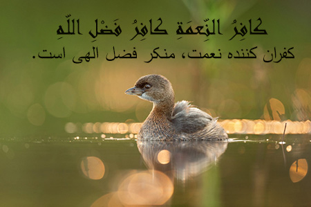 حدیث درباره ناشکری, ناشکری و احادیث آن, چندین حدیث درباره ی ناشکری