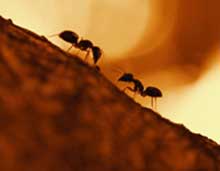 خلقت مورچه,عجایب خلقت مورچه
