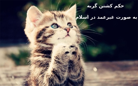 حکم کشتن گربه به صورت غیرعمد