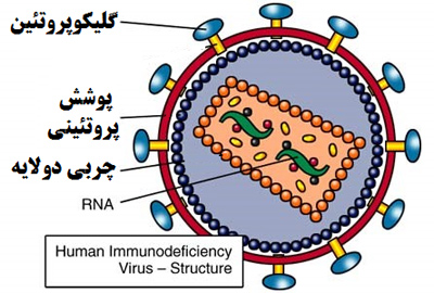 شناخت ویروس ها, انواع ویروس