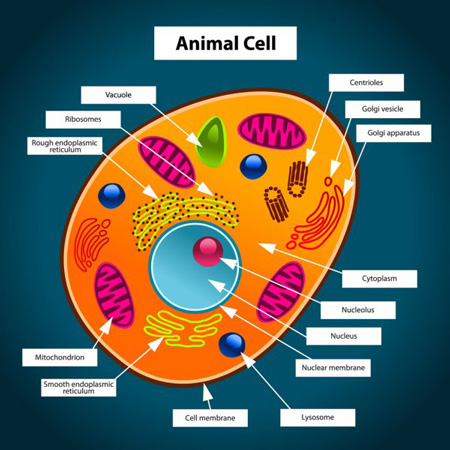 سلول جانوری,اجزای سلول جانوری,ساختار سلول جانوری 