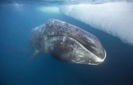 نهنگ قطبی,طولانی ترین عمر دربین جانوران متعلق به کدام حیوان است