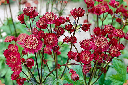  گل آسترانتیا, عکس گل آستارانتیا ستاره گون, ویژگی های گل آستارانتیا ستاره گون