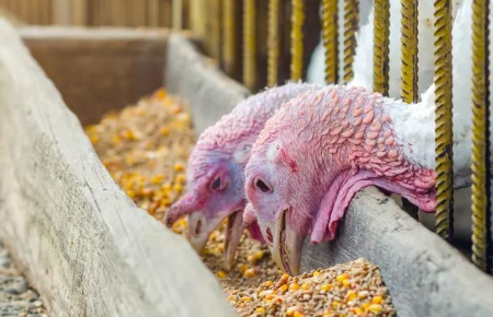 جیره غذایی بوقلمون تغذیه بوقلمون, جیره غذایی بوقلمون